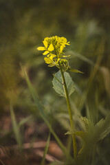 Field plants on a sunny day in June. Blurred background, close-up.
