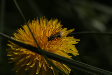 Small bee on the bright yellow dandelion in the garden