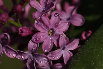 Branch with beautiful purple lilac flowers close up 
