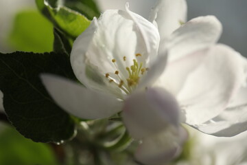 White spring blossom. Branch of apple tree with white flowers