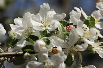 White spring blossom. Branch of apple tree with white flowers