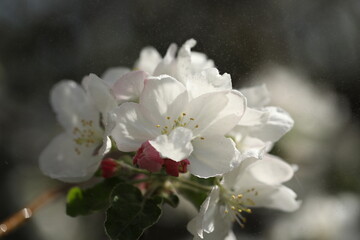 White spring blossom. Branch of apple tree with white flowers