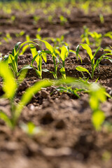 green corn in the field , new shoots of young corn in the field are illuminated by sunlight from behind, selective focus