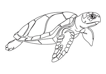 Fototapeta premium Elegant continuous line drawing of a green sea turtle illustrati