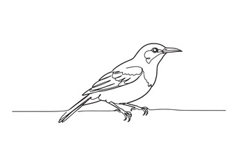 Elegant sunbird illustration in continuous line art style artwor