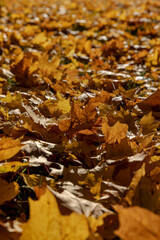 the foliage of trees on the ground after leaf fall in sunny weather, foliage on the ground
