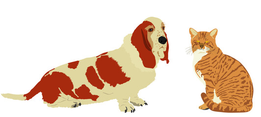 Basset hound dog and Scottish straight cat vector illustration isolated. Domestic dog and cat friends. Home pets in love. Best friends for kids. Family members. Home guard protect.