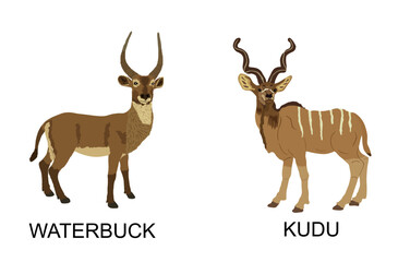 Waterbuck against Kudu antelope male vector illustration isolated. African deer bontebok. Safari Africa hunting trophy. Powerful antlers horned animals herbivore. Strong buck competition.