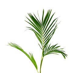 Palm leaves The green leaves of palm trees rests on white background.