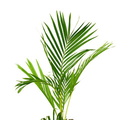 Palm leaves The green leaves of palm trees rests on white background.