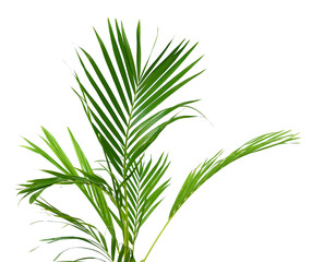 Palm leaves The green leaves of palm trees rests on white background. 