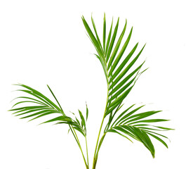 Palm leaves The green leaves of palm trees rests on white background. 