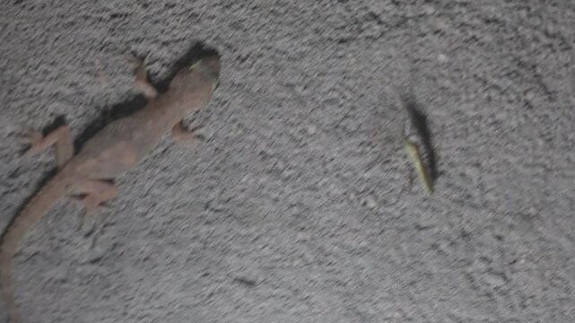 common house gecko waiting for insect hunting