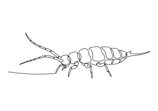 Elegant Springtail Arthropod in Continuous Line Drawing Illustra