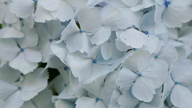 Close-up Look at the Elegant Pale Bluish Purple White Hydrangea Flower Clusters (HS)  |  Tokyo, Japan
