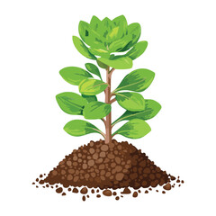 Small Green Succulent Plant on Soil