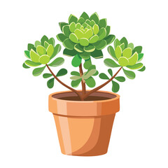 Small Green Leafy Succulent in Pot
