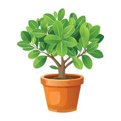 Bushy Green Plant in Terracotta Pot