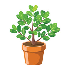 Small Leafy Green Plant in Terracotta Pot