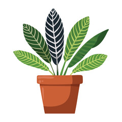 Striped Leaf Plant in Terracotta Pot