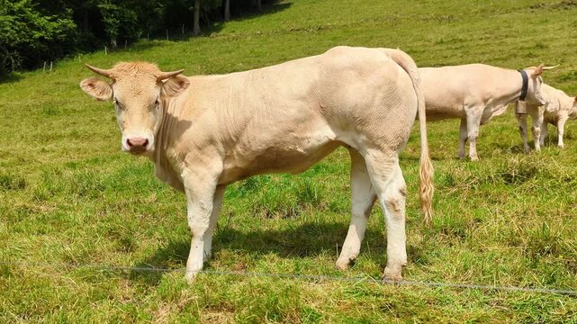 Gado bovino a pastar numa pastagem montanhosa cercada por florestas verdes
