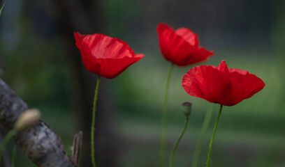 kwiat, czerwień, tulipa, charakter, mak, jary, pola, jardin, roślin, lato, beuty, flora, gras, piękne, hayfield, kwiatowy, barwa, makro, pora roku