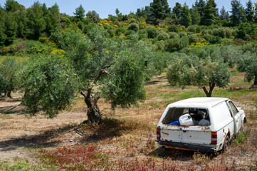 Old rusted car in the olive groves in Greece