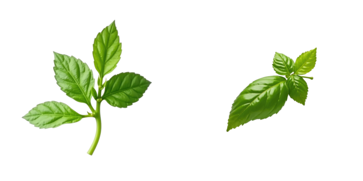 Fresh basil leaves isolated on transparent background, displaying vibrant green color and texture, showcasing two distinct types of basil foliage for culinary or botanical use.