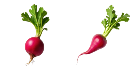 two fresh radishes with vibrant green leaves and contrasting shapes displayed on a transparent background showcasing their natural color variations and textures