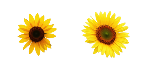 Two fresh organic sunflowers with bright yellow petals and transparent centers isolated on a transparent background, high resolution, showcasing details of the flower structure and colors.