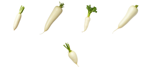 Fresh white radish vegetables arranged on a transparent background showcasing different sizes and shapes highlighting their natural features and textures
