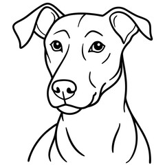 Fototapeta premium Portrait of an adorable small white Jack Russell Terrier puppy with a cute, isolated, purebred, domestic, black and brown face on a white background