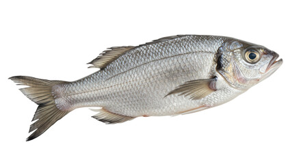 Isolated Sea Bass