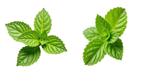 Close up of fresh green mint leaves with visible texture and detail isolated on transparent background highlighting the vibrant color and healthy appearance