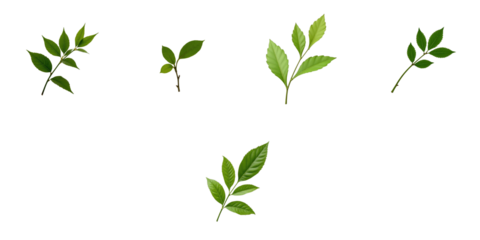 Five different types of green leaves and branches isolated on a transparent background arranged in various orientations highlighting their shape and texture.
