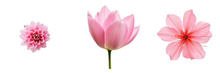 three distinct pink flowers isolated on transparent background featuring a dahlia lotus and hibiscus with detailed petals and vibrant colors
