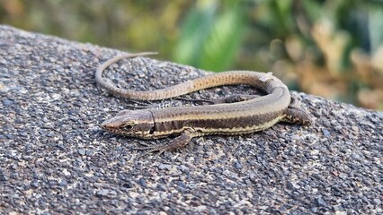 The Madeiran wall lizard (Teira dugesii) is an endemic reptile species native to Madeira. Commonly found on stone walls, rocks, and urban areas, it is highly adaptable and often seen basking in sunlig