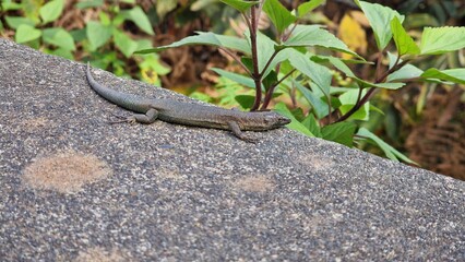 The Madeiran wall lizard (Teira dugesii) is an endemic reptile species native to Madeira. Commonly found on stone walls, rocks, and urban areas, it is highly adaptable and often seen basking in sunlig