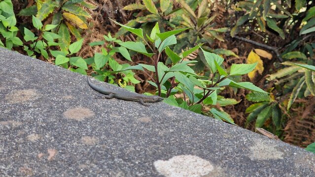 The Madeiran wall lizard (Teira dugesii) is an endemic reptile species native to Madeira. Commonly found on stone walls, rocks, and urban areas, it is highly adaptable and often seen basking in sunlig