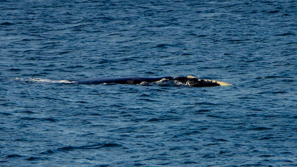 Naklejka premium Southern right whale