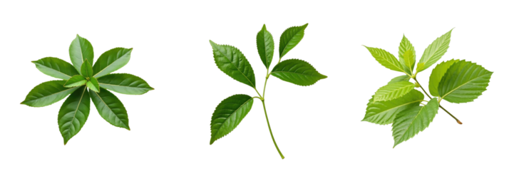 Set of fresh green leaves isolated on transparent background featuring various leaf shapes and textures suitable for design and botanical illustrations.