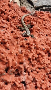 The Madeiran wall lizard (Teira dugesii) is an endemic reptile species native to Madeira. Commonly found on stone walls, rocks, and urban areas, it is highly adaptable and often seen basking in sunlig