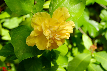 光を浴びる八重咲きハイビスカス