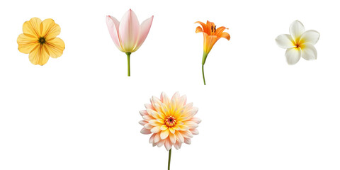 Obraz premium five colorful floral blooms isolated on a transparent background featuring orange lily, pink tulip, white frangipani, yellow flower, and peach dahlia arranged artistically