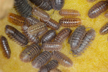 Kellerassel, Porcellio scaber