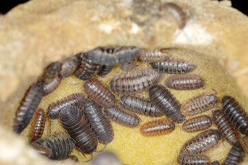 Kellerassel, Porcellio scaber