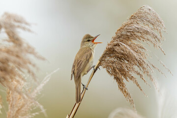 大きく揺れる草とオオヨシキリ
