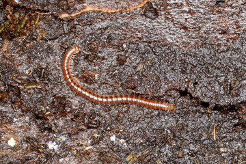 Gepunktete Schnurfüßer, Cylindroiulus punctatus