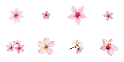 collection of various cherry blossom flowers isolated on transparent background arranged in different sizes and shapes showcasing delicate pink petals and floral details
