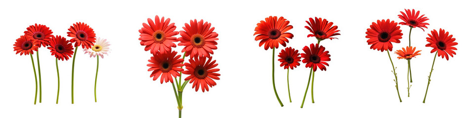 Four red gerbera daisies with one white flower, arranged in groups, isolated on a transparent background for clear display and versatility in design.